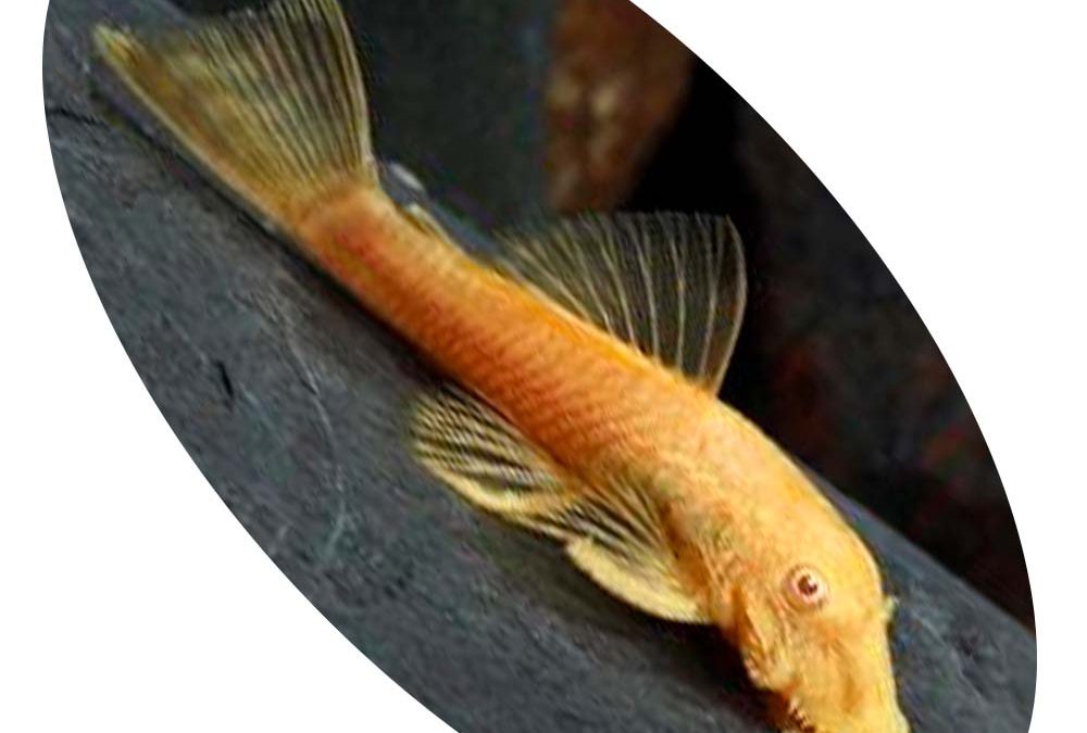 CASCUDO CHOCOLATE ALBINO