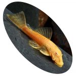 CASCUDO CHOCOLATE ALBINO