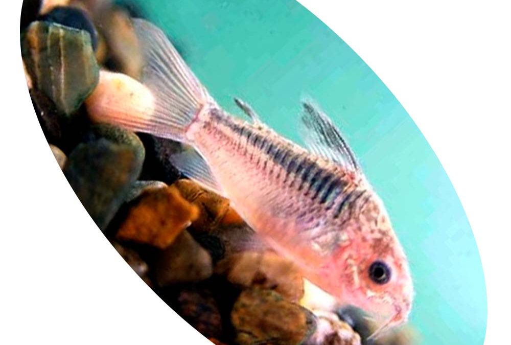 CORIDORA ELEGANS