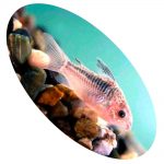 CORIDORA ELEGANS