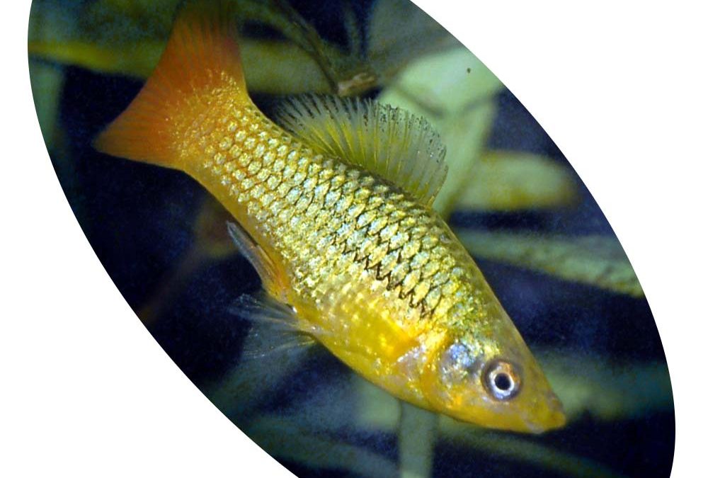 Peixe Plati Variatus