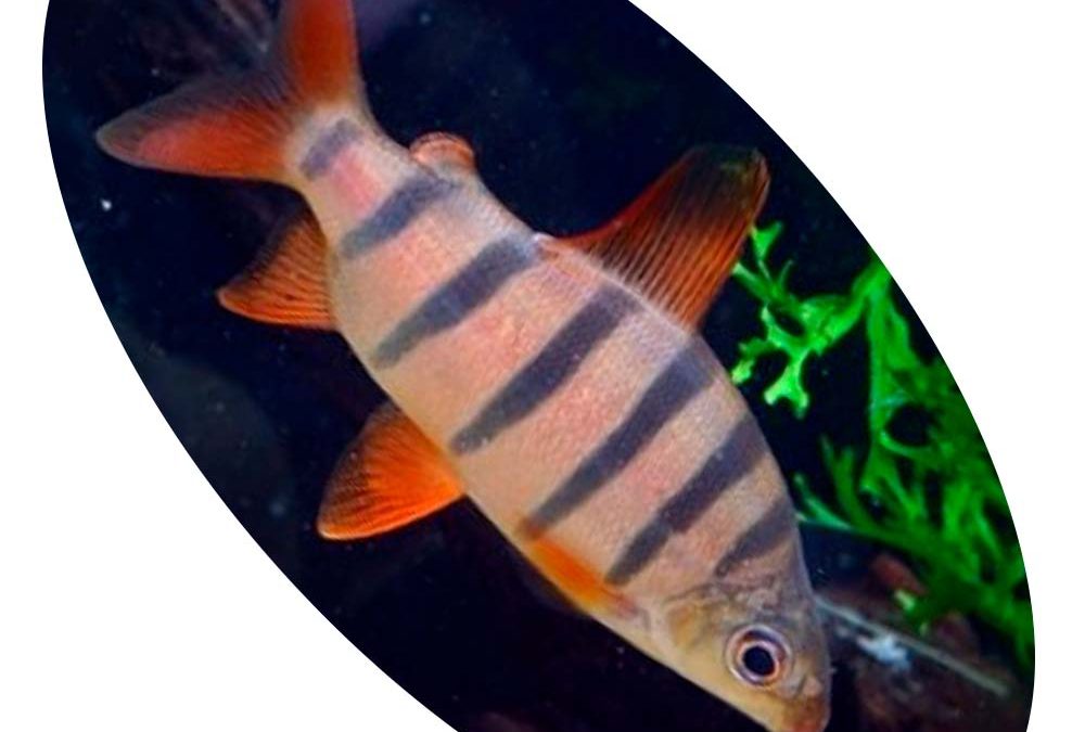 Peixe Distichodus Sexfasciatus