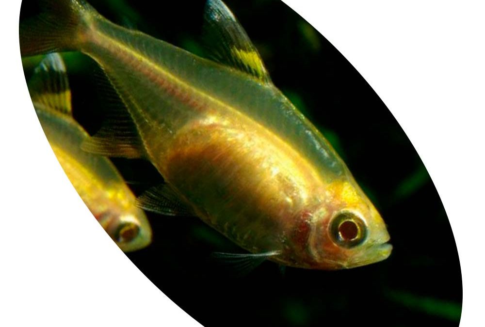 Peixe Tetra Pristela Gold