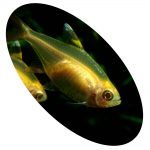 Peixe Tetra Pristela Gold