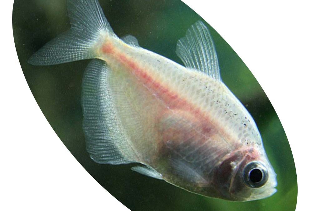 Peixe Tetra Rosa