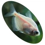 Peixe Tetra Rosa