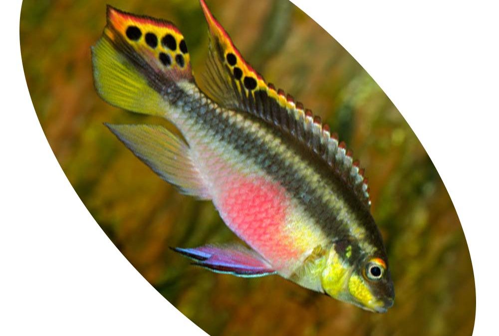 CICLIDEO KRIBENSIS