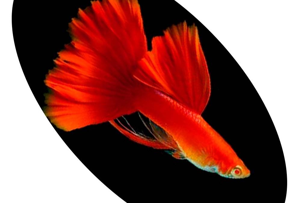 LEBISTE RED ALBINO
