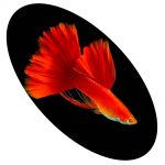 LEBISTE RED ALBINO