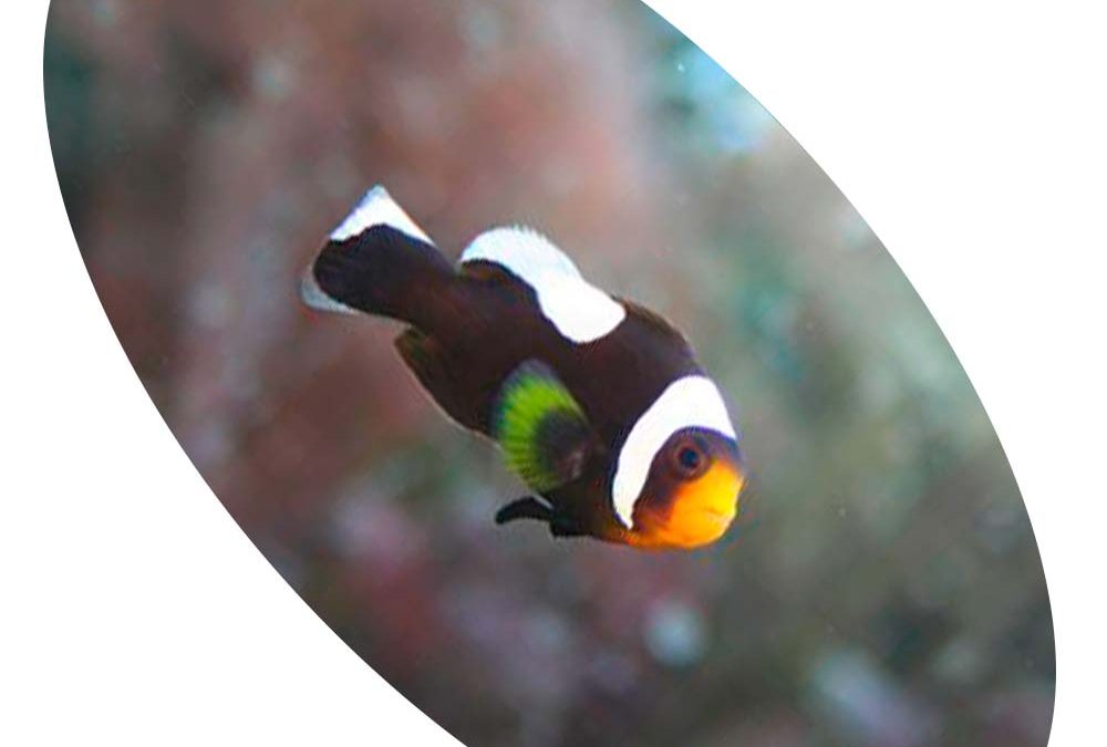PEIXE PALHACO SADDLEBLACK