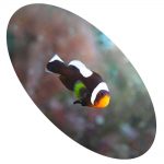 PEIXE PALHACO SADDLEBLACK