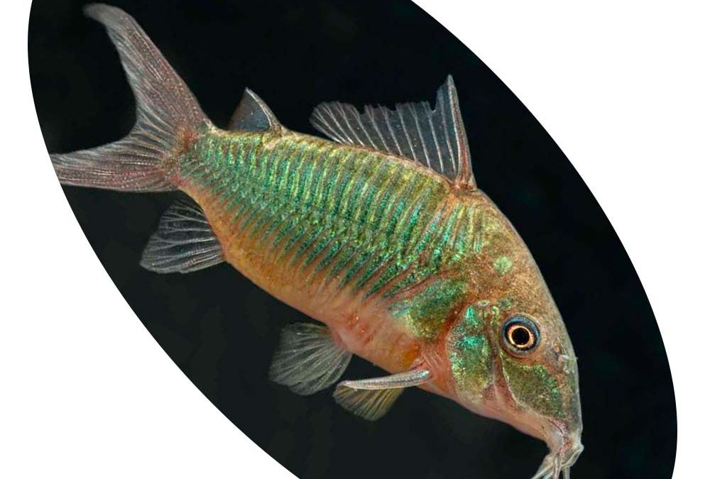 CORIDORA BRONCHIS SPLENDES