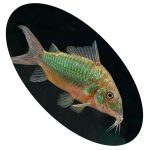 CORIDORA BRONCHIS SPLENDES