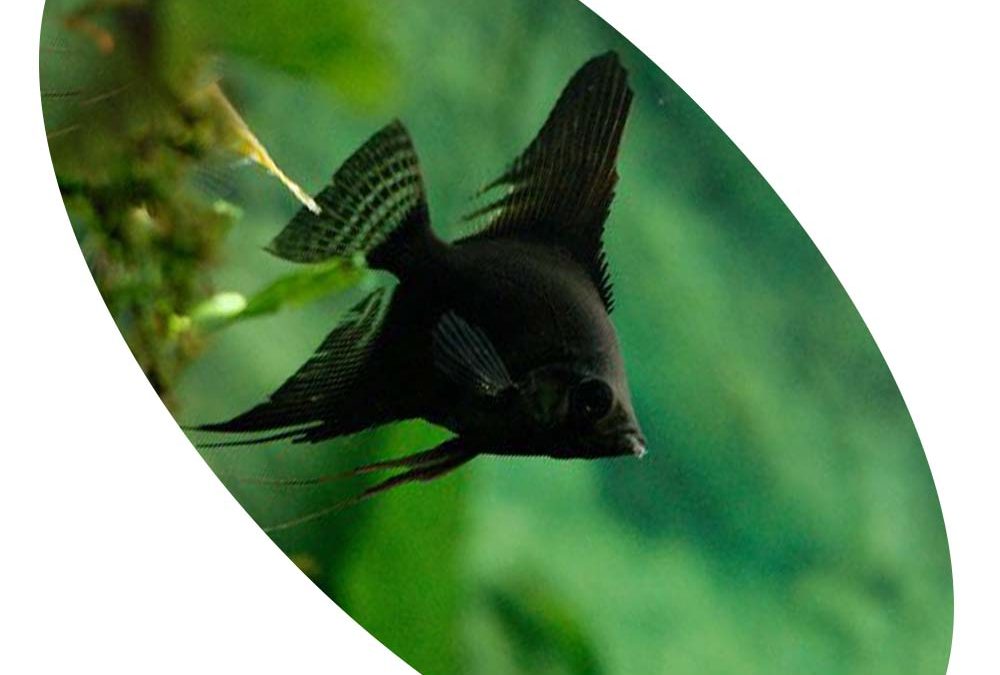 ACARA PRETO