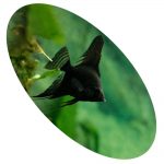 ACARA PRETO