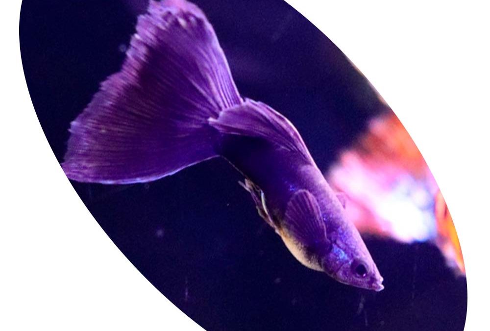 Peixe Lebiste Full Black