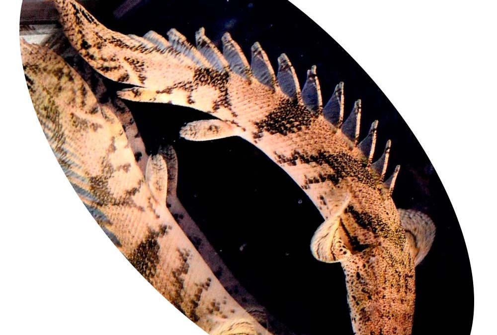 POLYPETERUS ENDLICHERY
