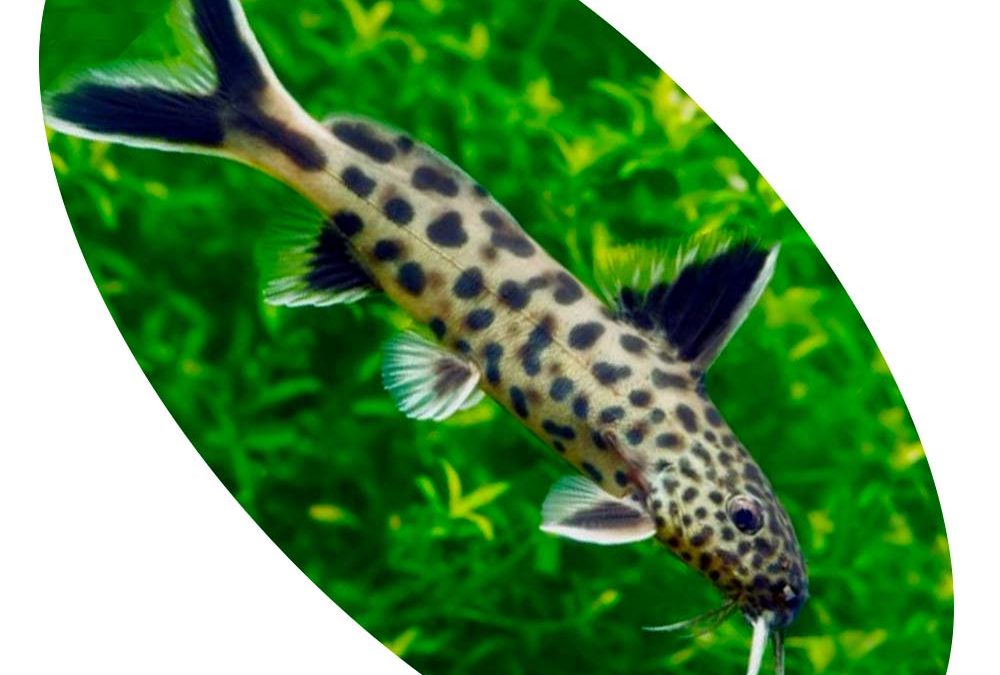 SYNODONTIS PETRICOLA
