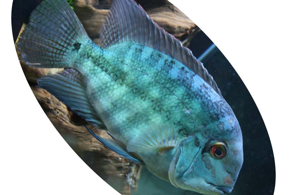 Peixe Papagaio Amazônico