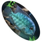 Peixe Papagaio Amazônico