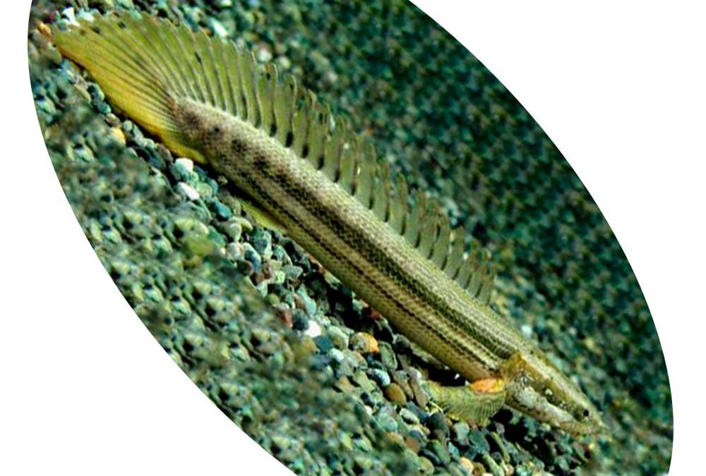 Peixe Polypterus Bichir