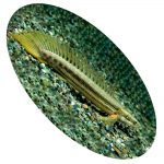 Peixe Polypterus Bichir