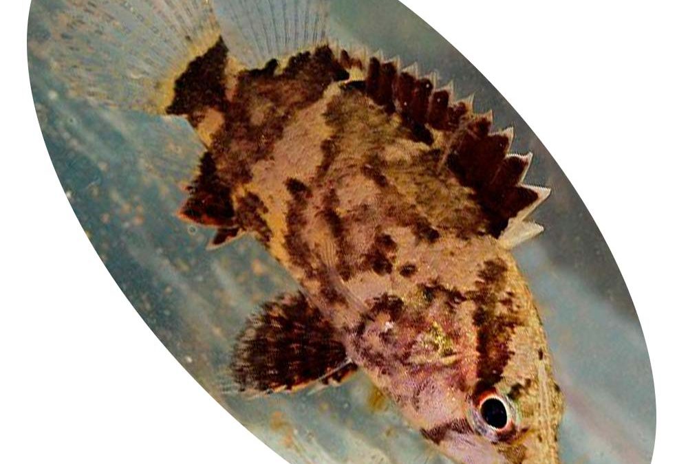 Peixe Nandus Black Tiger