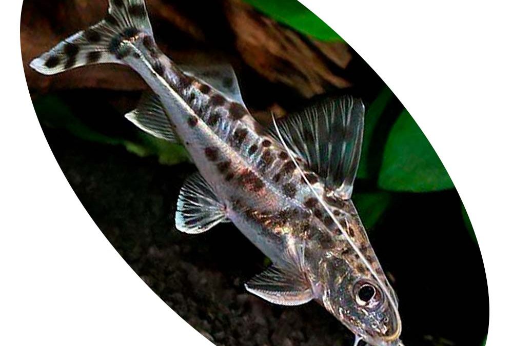 Peixe Pimelodus Pictus