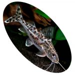 Peixe Pimelodus Pictus