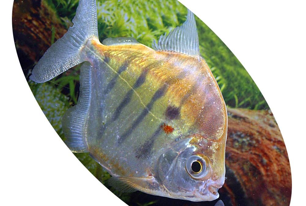 PACU FASCIATUS