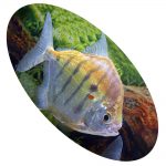 PACU FASCIATUS