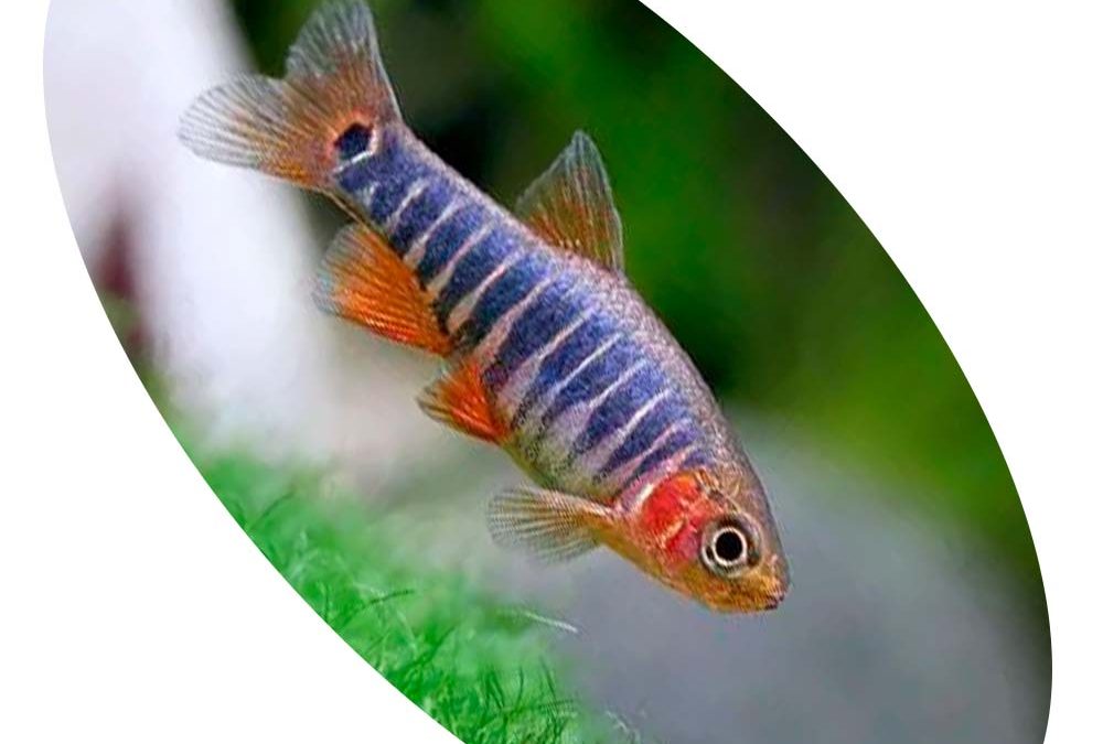 Peixe Rasbora Esmeralda