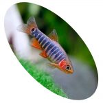 Peixe Rasbora Esmeralda