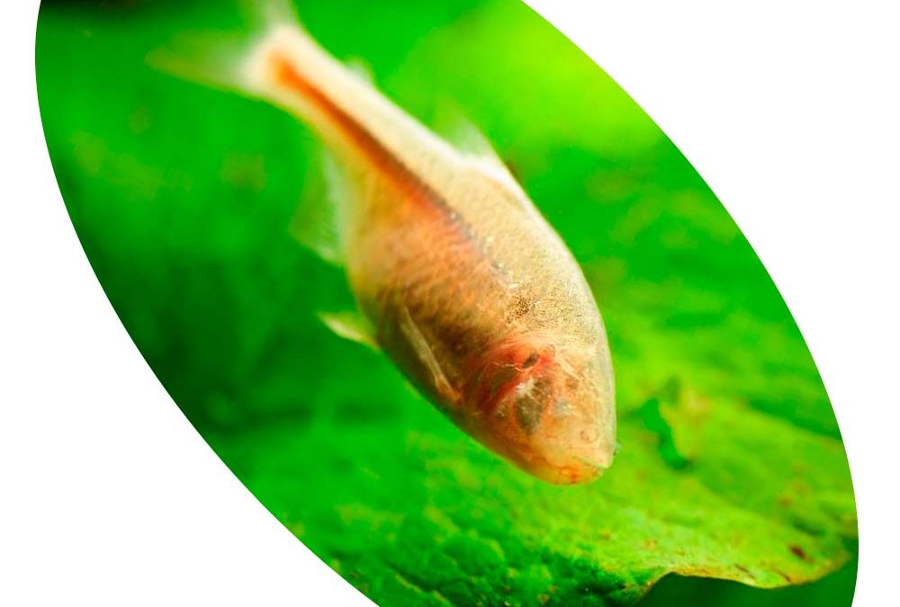 Peixe Tetra Cego