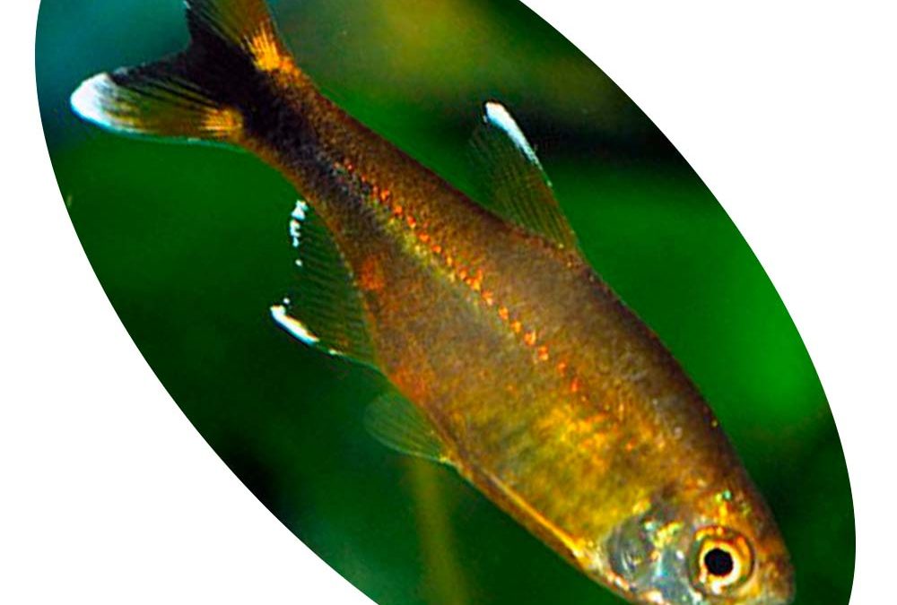 TETRA SILVER TIP
