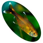 TETRA SILVER TIP