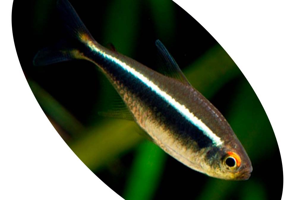 TETRA NEON NEGRO