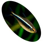 TETRA NEON NEGRO