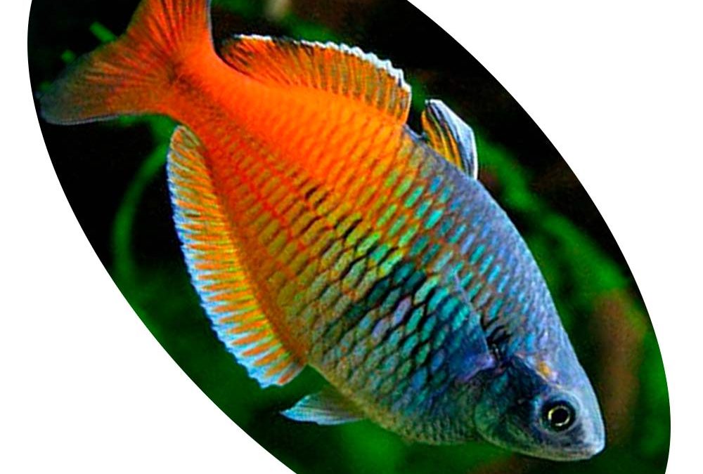 MELANOTAENIA BOESEMANI