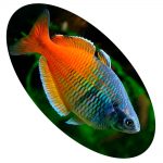 MELANOTAENIA BOESEMANI