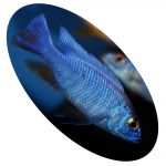 Peixe Ciclídeo Haploc Eletric Blue Iceberg