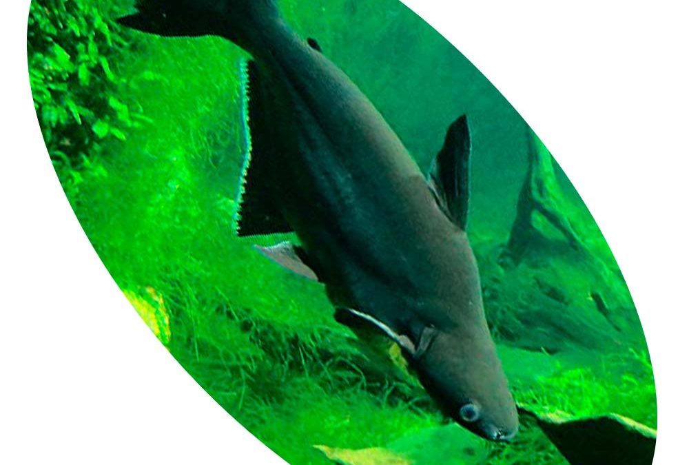 PANGASIUS