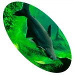 PANGASIUS