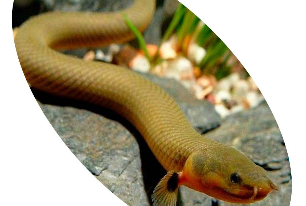 Peixe Rope Fish (Peixe Corda)