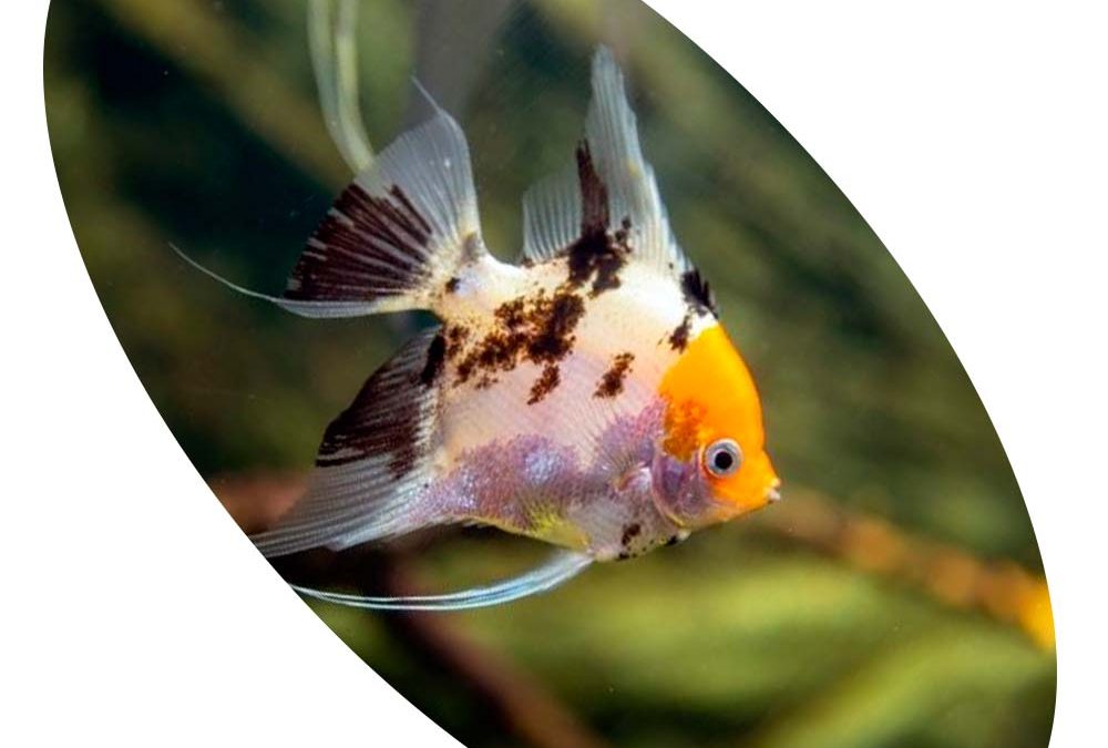 Peixe Acará Bandeira Palhaço