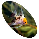 Peixe Acará Bandeira Palhaço