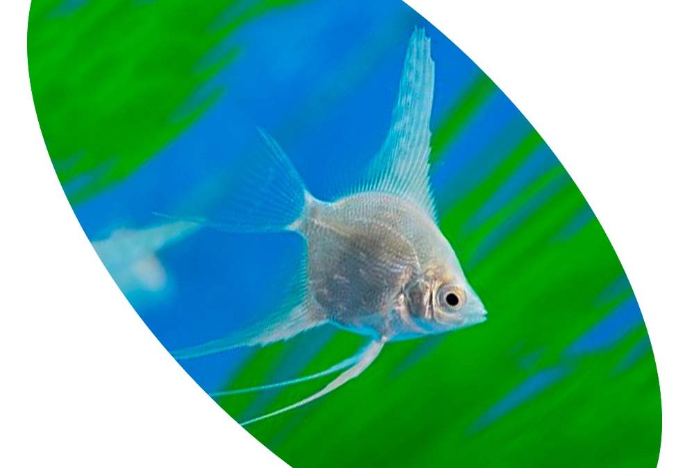 ACARA BANDEIRA PRATA