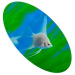 ACARA BANDEIRA PRATA