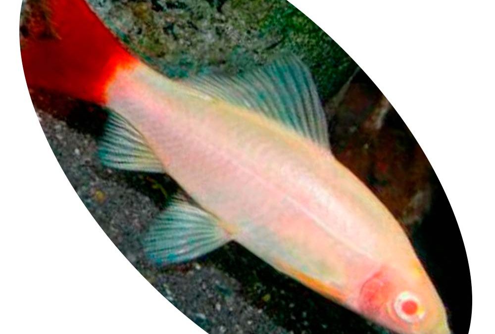 Peixe Labeo Bicolor Albino Aqu Tica Peixes