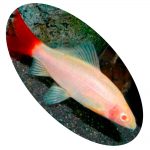 Peixe Labeo Bicolor Albino